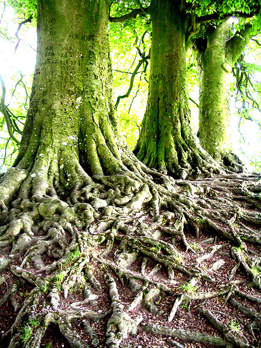 http://infinitygoods.files.wordpress.com/2008/03/tree-roots-by-pzel-in-flickr-public-files.jpg