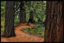 redwoods-3-by-skooterdawg.jpg